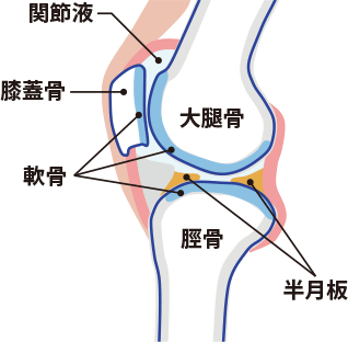 ひざの構造を学ぼう！