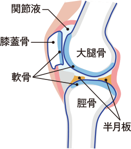 ひざの仕組み